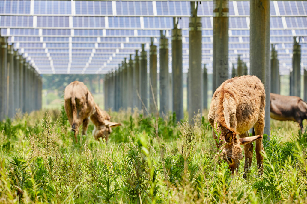 Agrivoltaics farm with donkeys