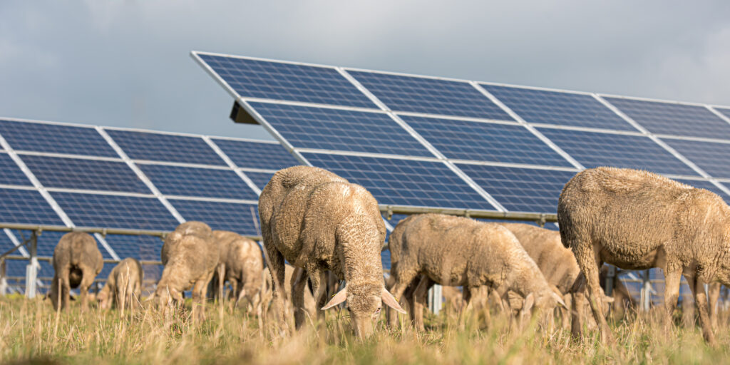 Sheep on an agrivolatics farm